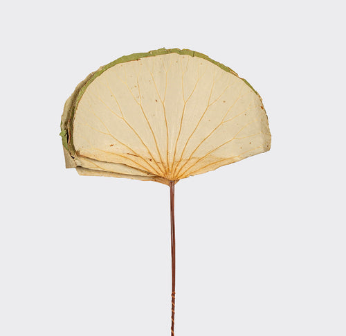 Foglia di Loto | Natural