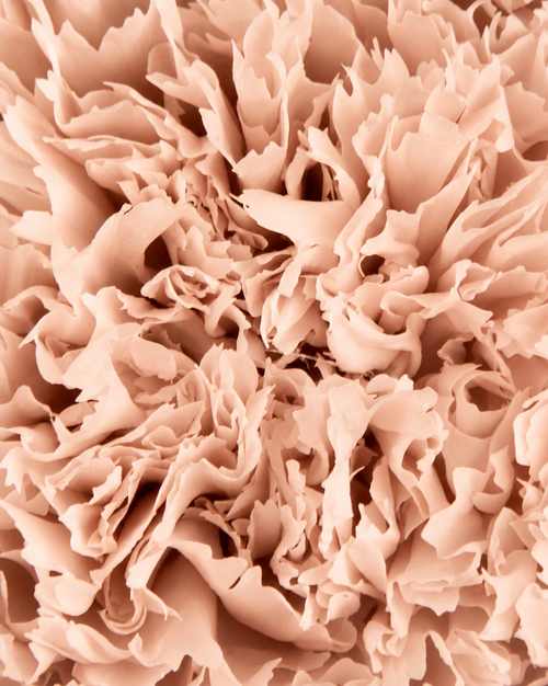 Garofano - 8 fiori | Pale Pink