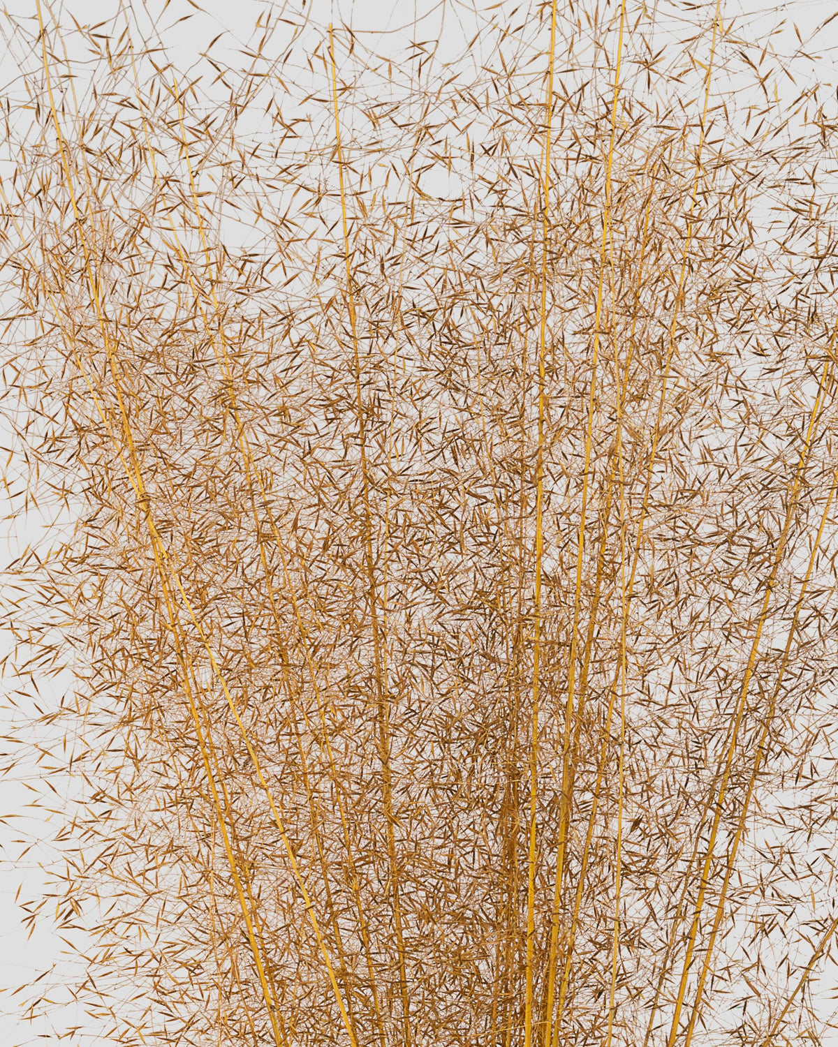 Muhly Grass | Golden Yellow