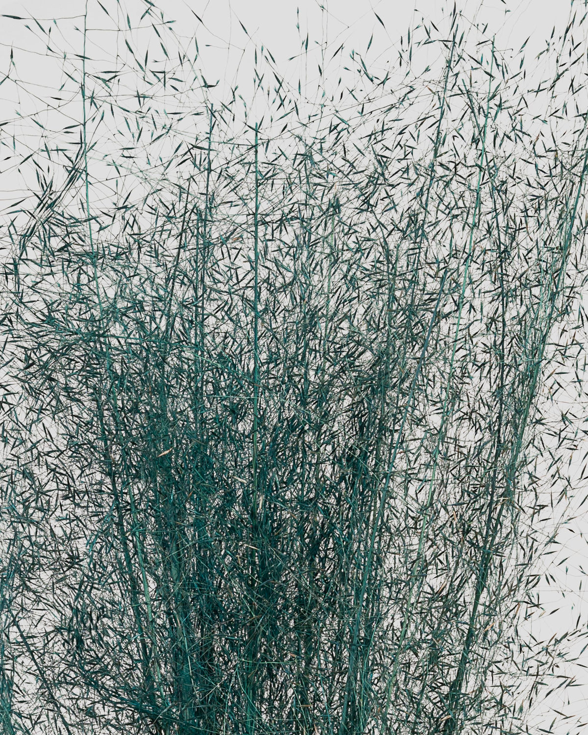 Muhly Grass | Teal Green