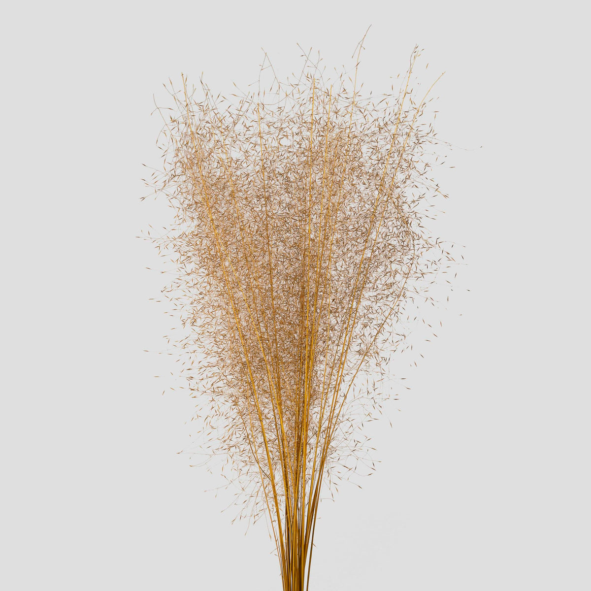 Muhly Grass | Golden Yellow