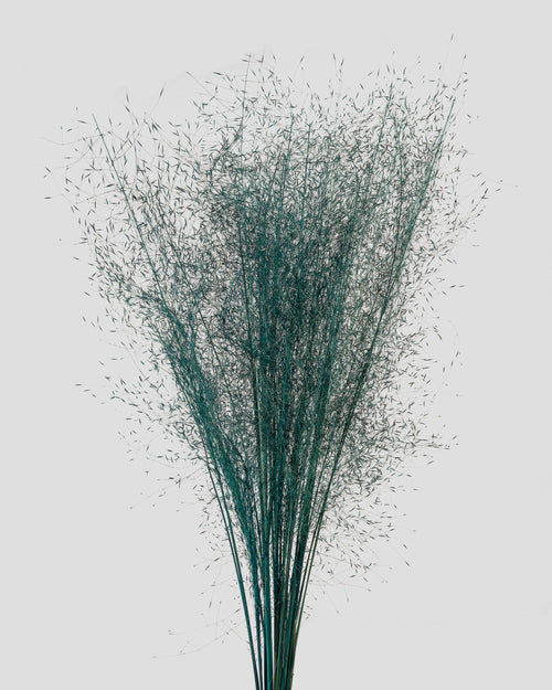 Muhly Grass | Teal Green