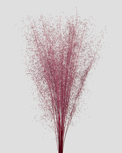 Muhly Grass | Magenta