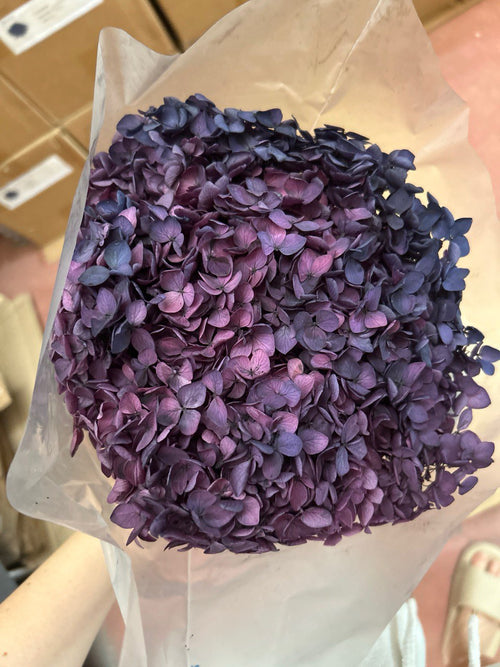 Ortensia Annabelle | Navy Gradiente Dark