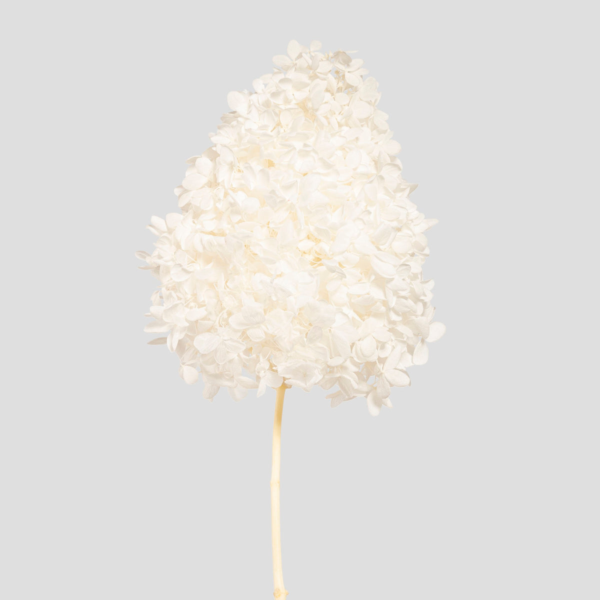 Ortensia Peegee | White