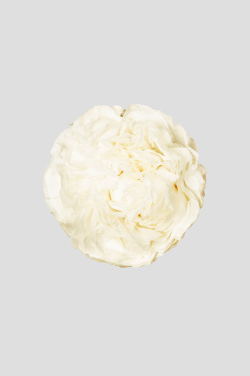 Peony | box of 3