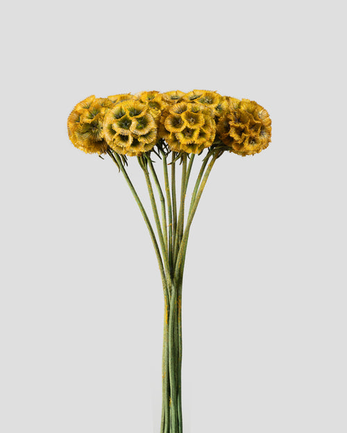 Scabiosa Stellata