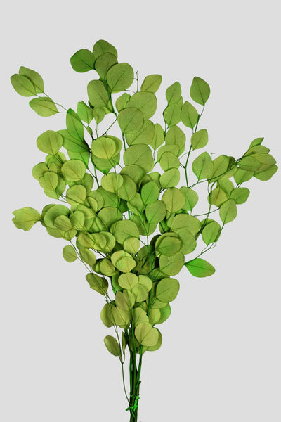 Eucalipto Populus | Light Green