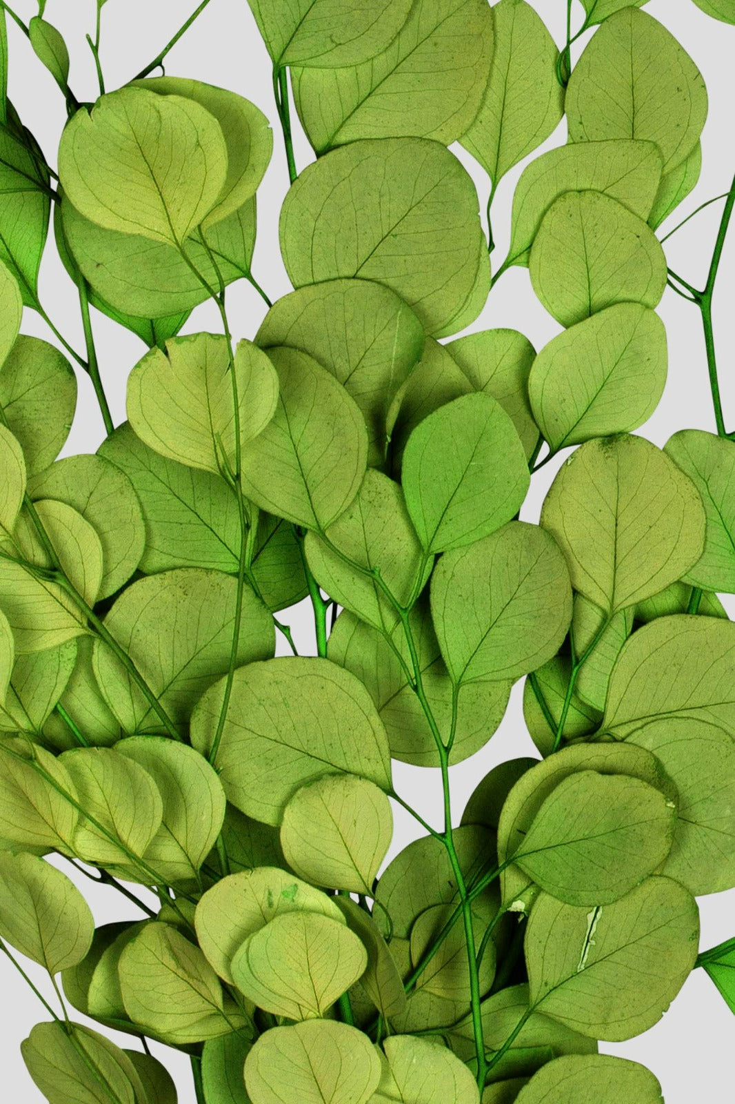 Eucalipto Populus | Light Green