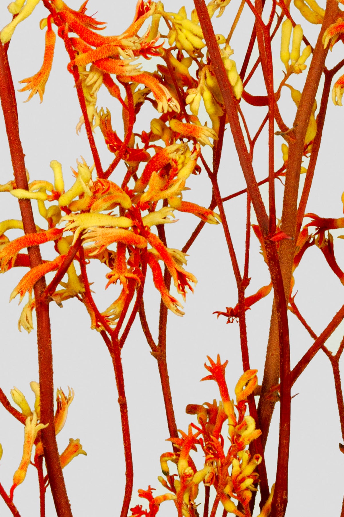 Anigozanthos | Orange