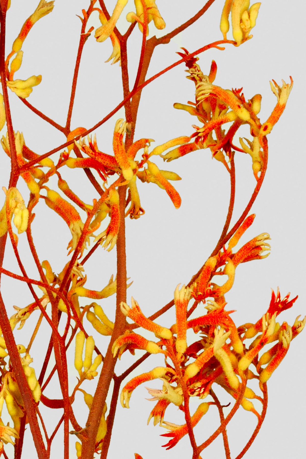 Anigozanthos | Orange
