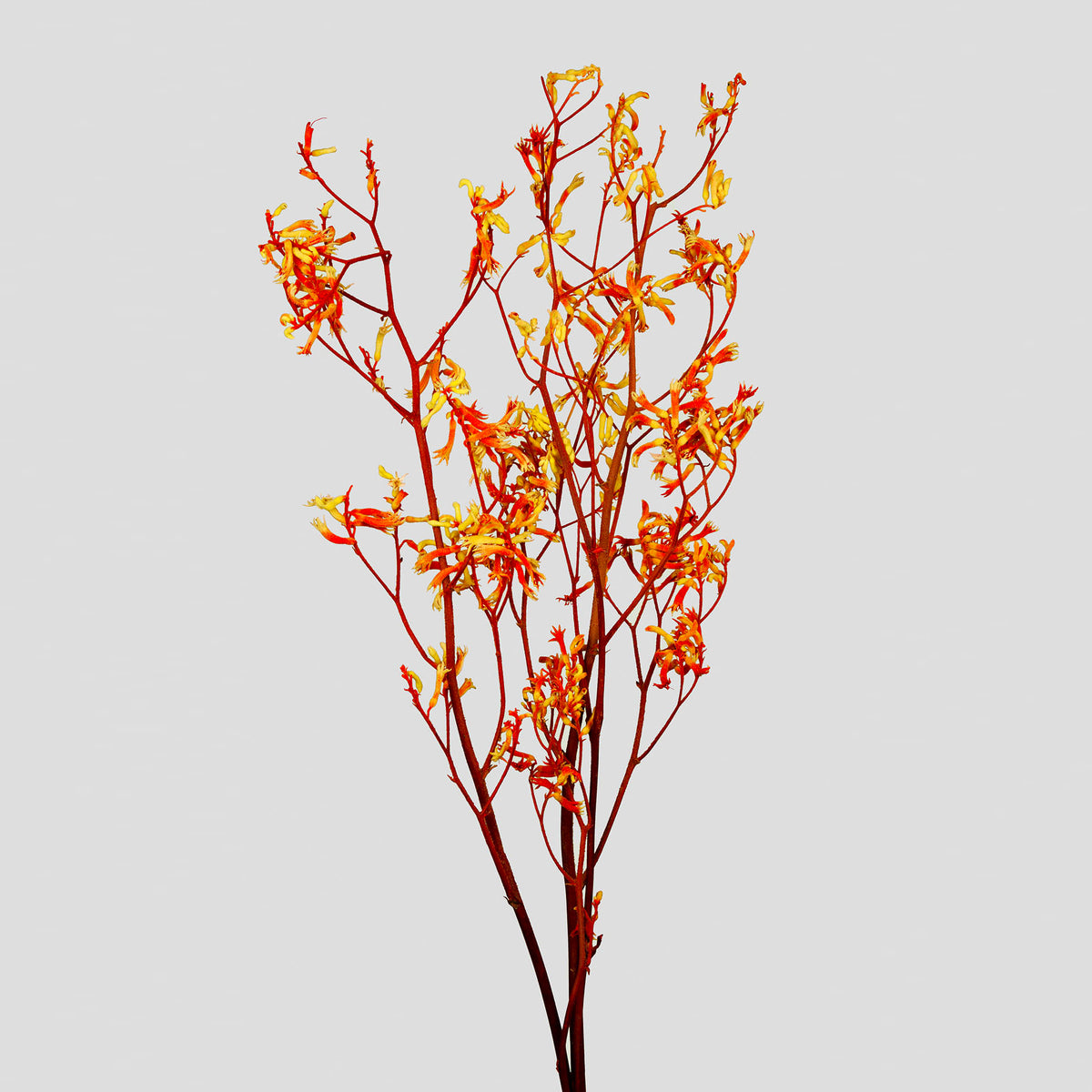 Anigozanthos | Orange