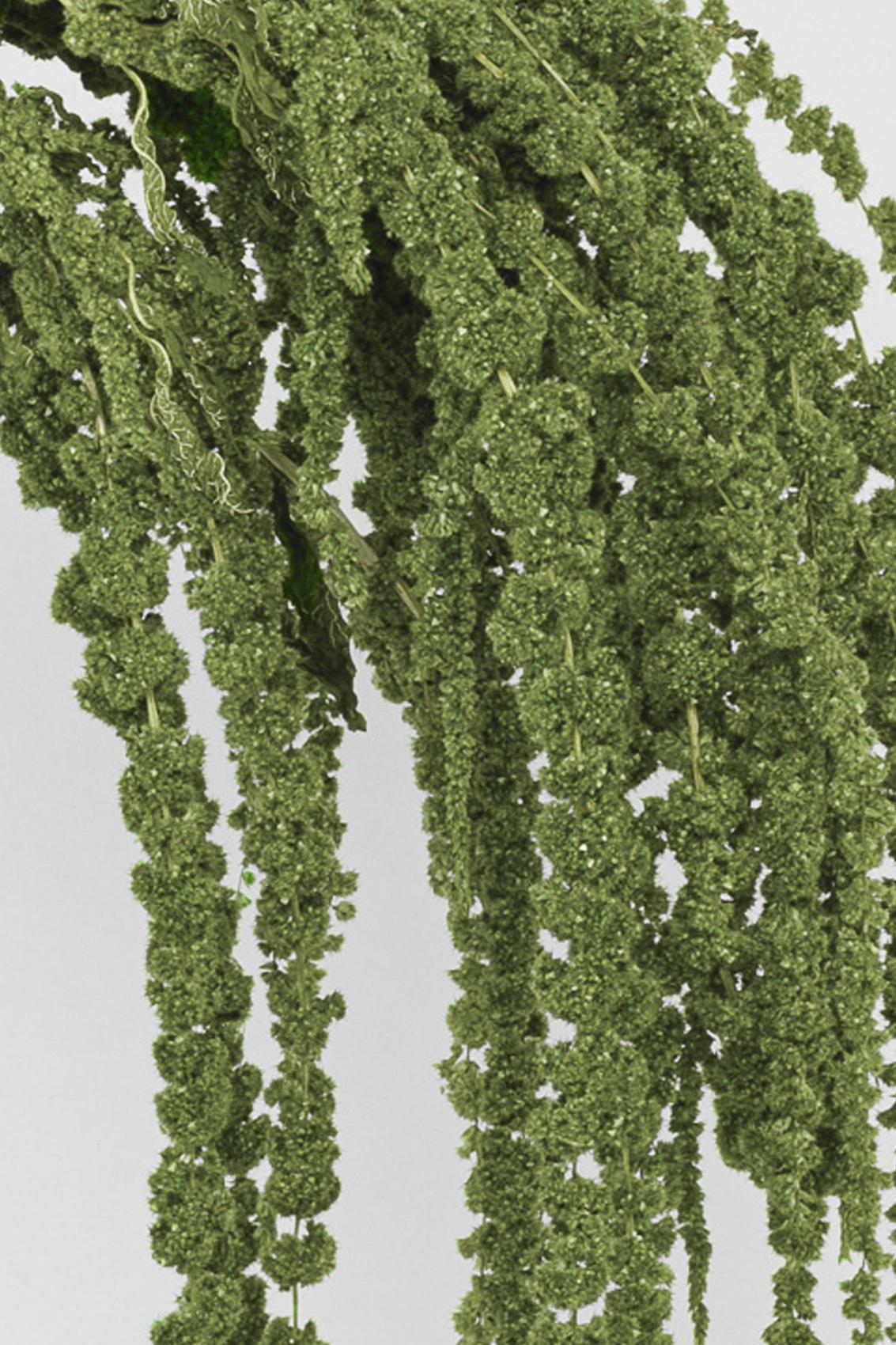 Amaranto | Almond Green