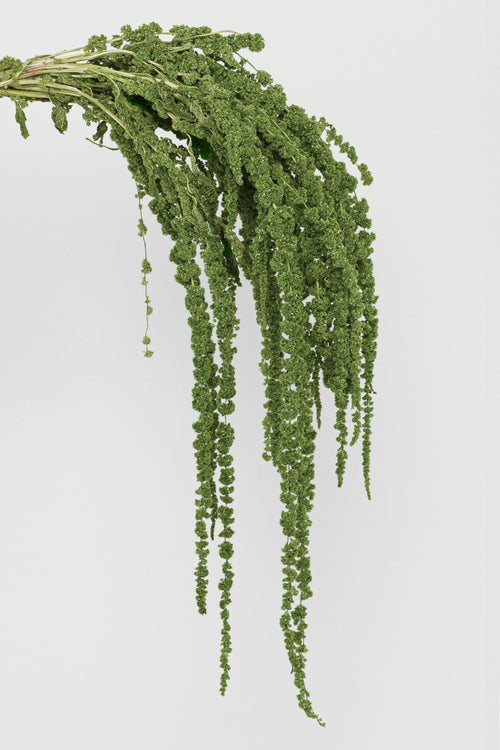 Amaranto | Almond Green