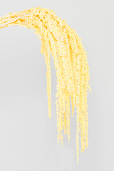 Amaranto | Morning Yellow