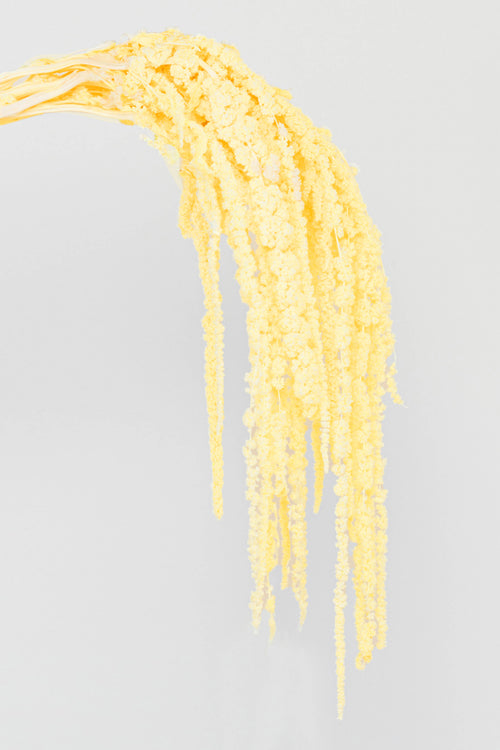 Amaranto | Morning Yellow