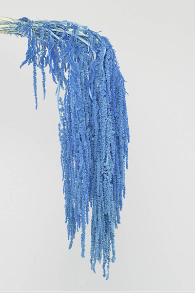 Amaranto | Light Blue