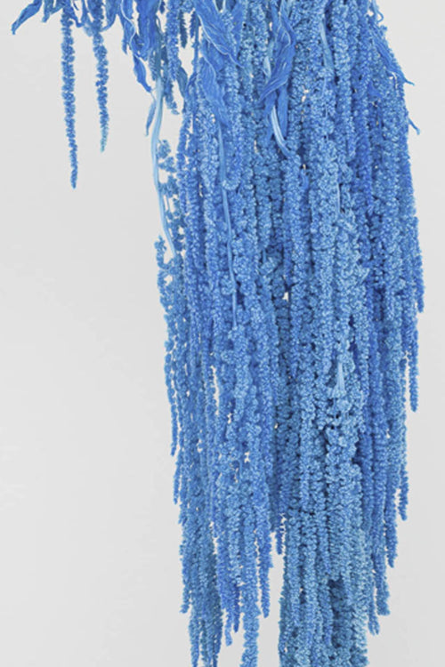 Amaranto | Light Blue