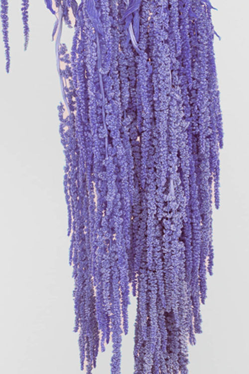 Amaranto | Lilac