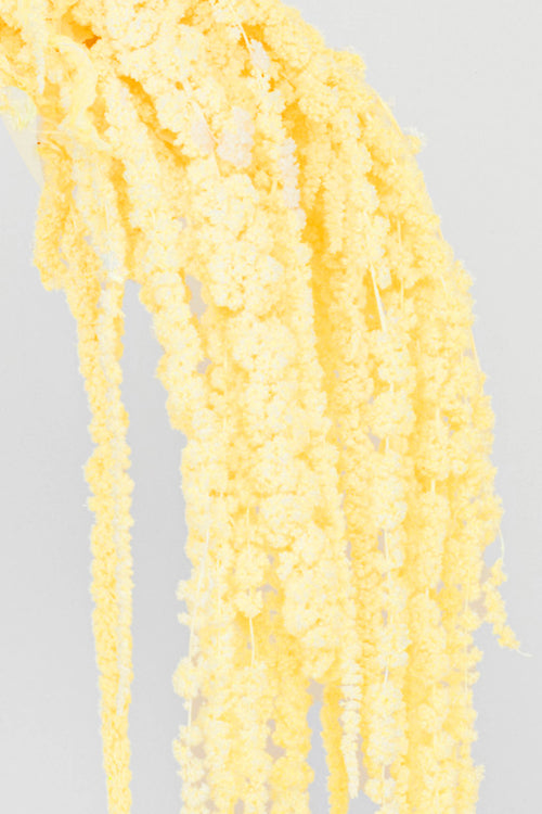 Amaranto | Morning Yellow