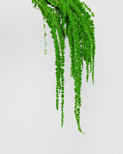 Amaranto | Apple Green