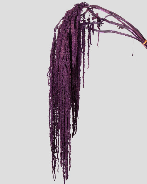 Amaranto | Purple
