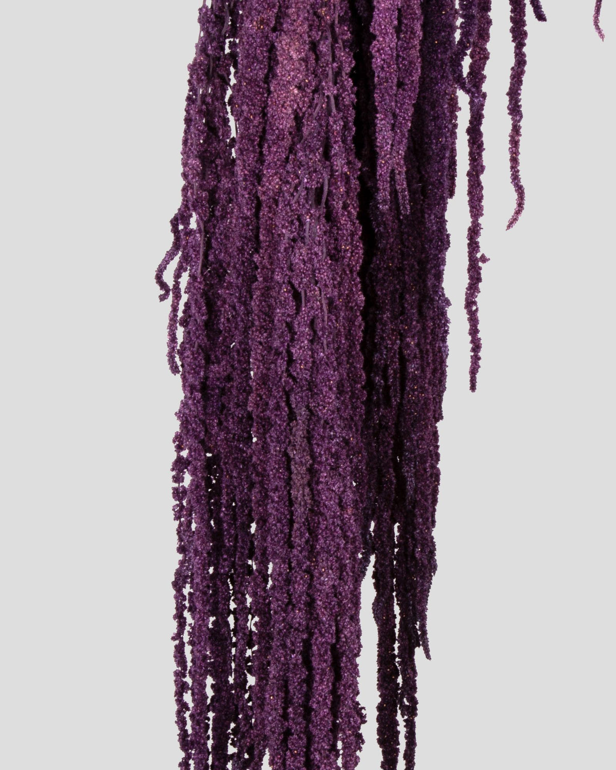 Amaranto | Purple