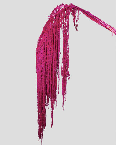 Amaranto | Magenta