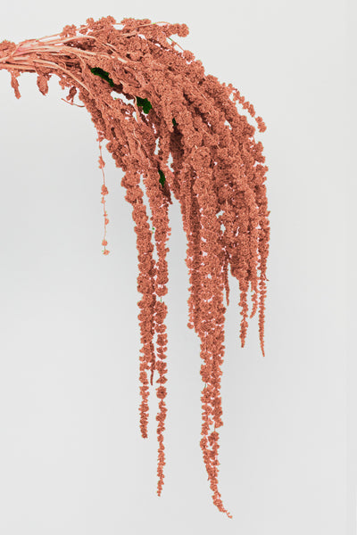 Amaranto | Apricot