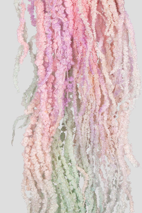 Amaranto | Aurora Gradient