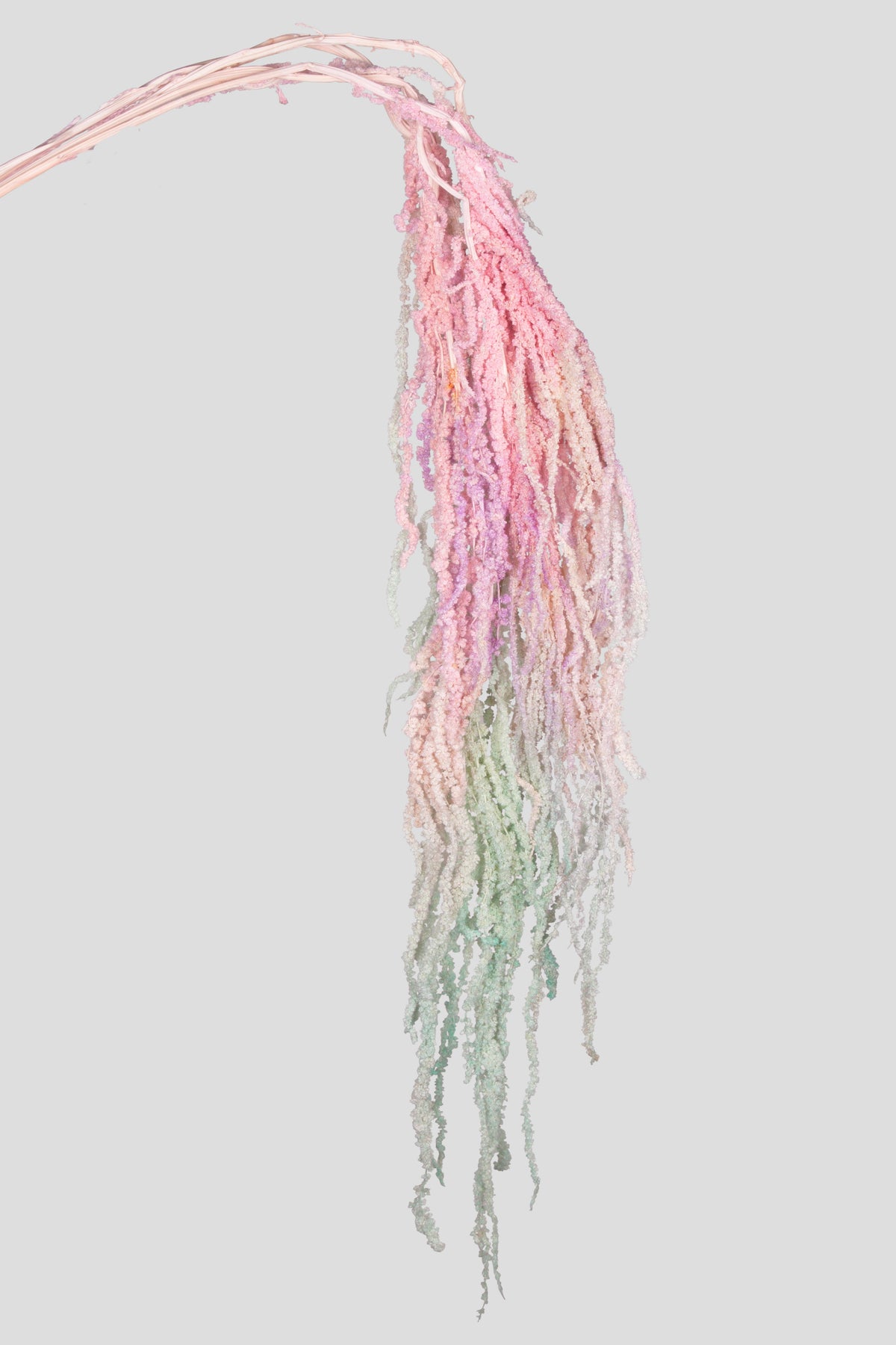 Amaranto | Aurora Gradient
