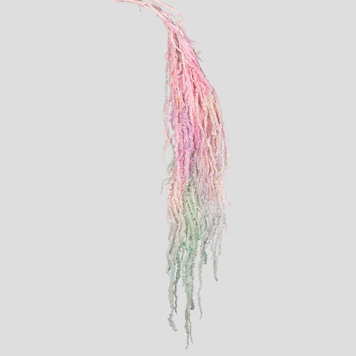 Amaranto | Aurora Gradient