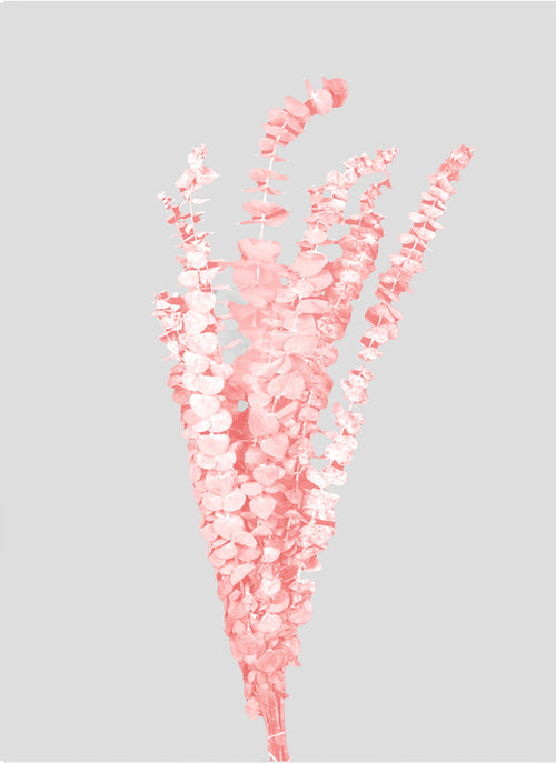 Eucalipto Baby Blue | Sakura