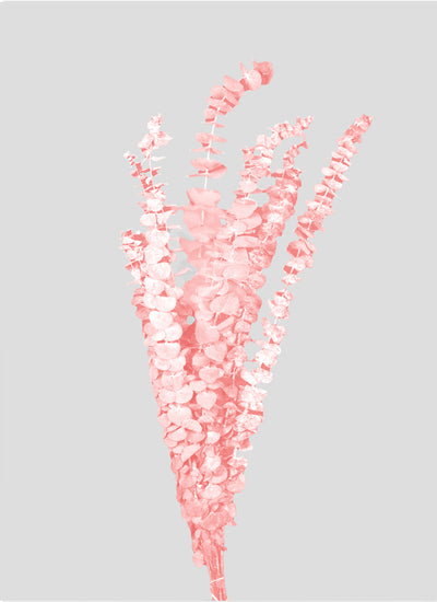 Eucalipto Baby Blue | Sakura