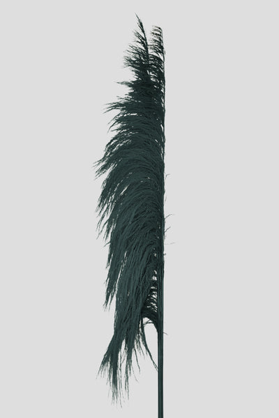 Feather Pampas 5 steli | Black