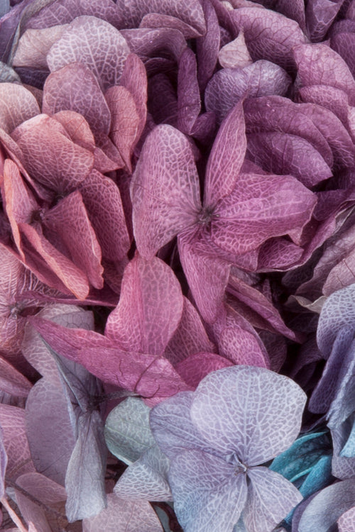 Ortensia Big Leaf B2B | Gradient Blue-Purple
