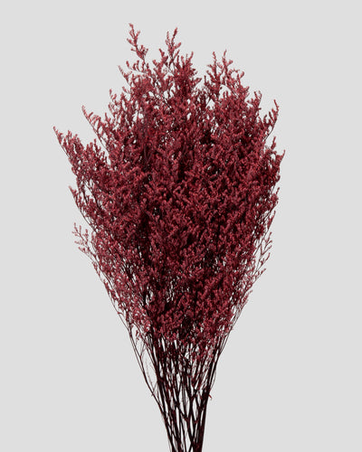 Limonium |  Burgundy
