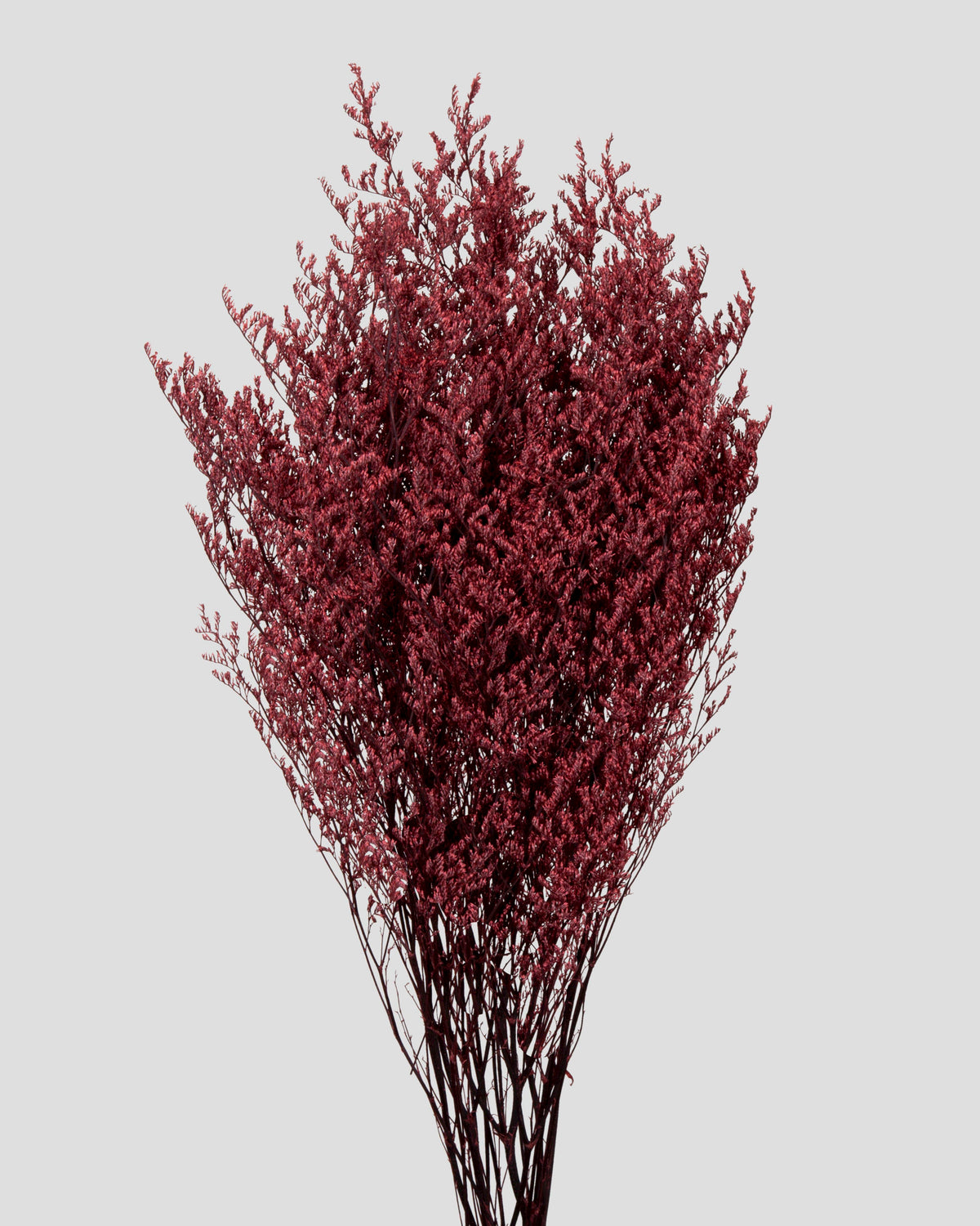 Limonium |  Burgundy