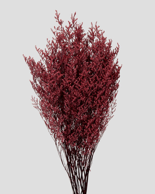 Limonium |  Burgundy