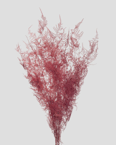 Asparagus | Burgundy