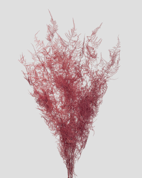 Asparagus | Burgundy
