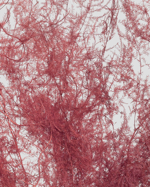 Asparagus | Burgundy