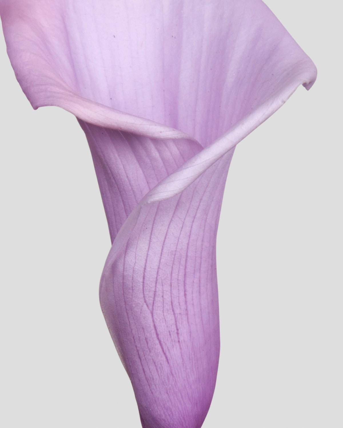 Calla Lily | box da 5