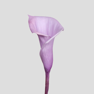 Calla Lily | box da 5