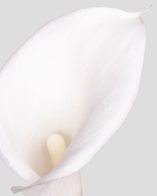 Calla Lily | box da 5