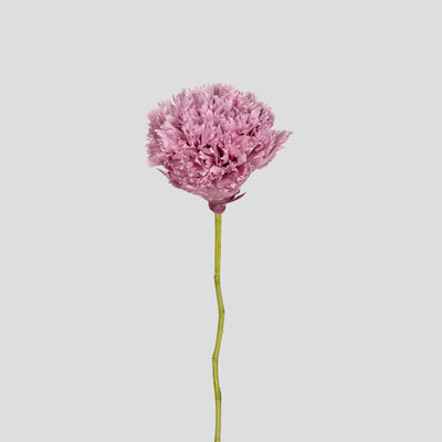 Garofano- 8 fiori | Mauve