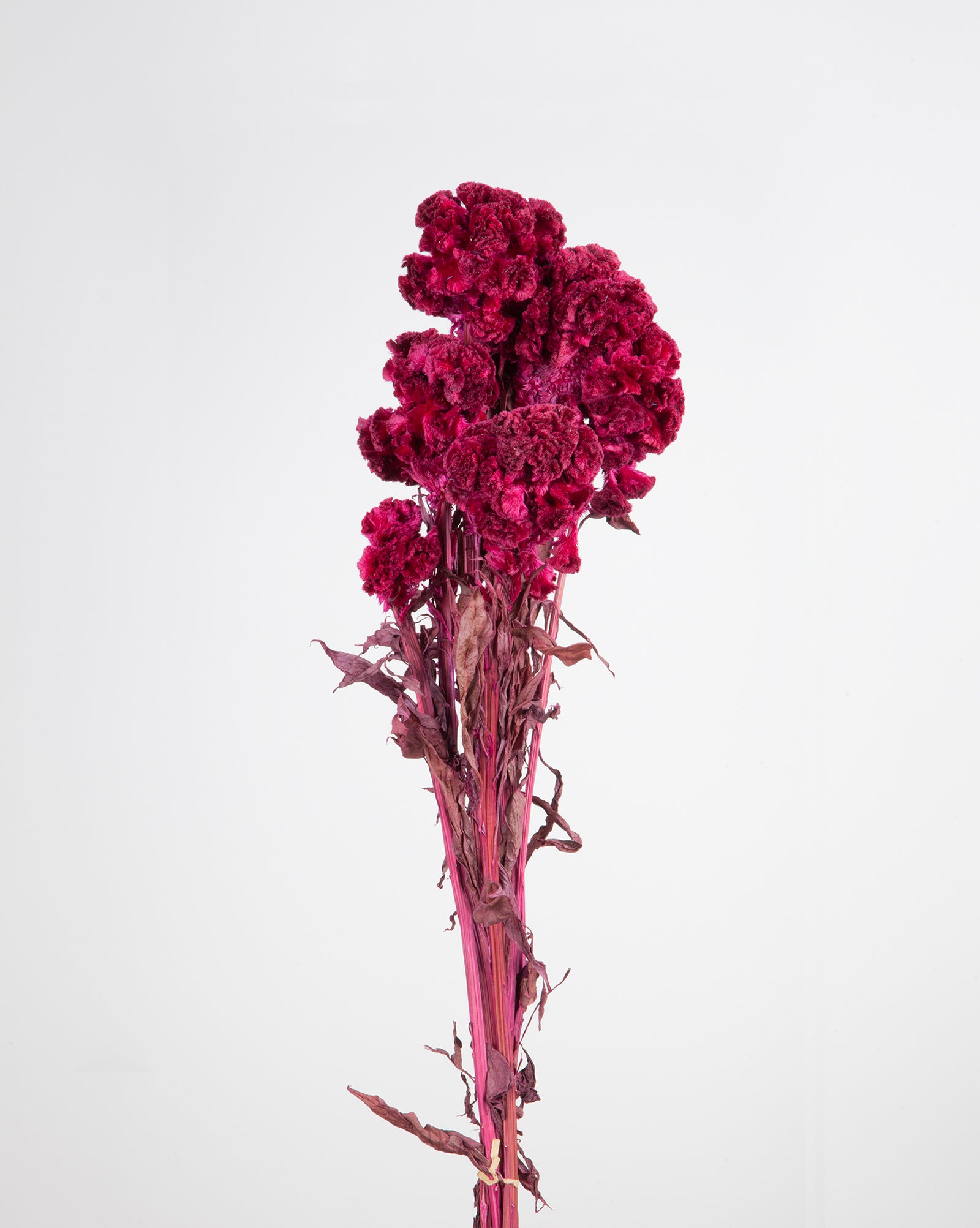 Celosia