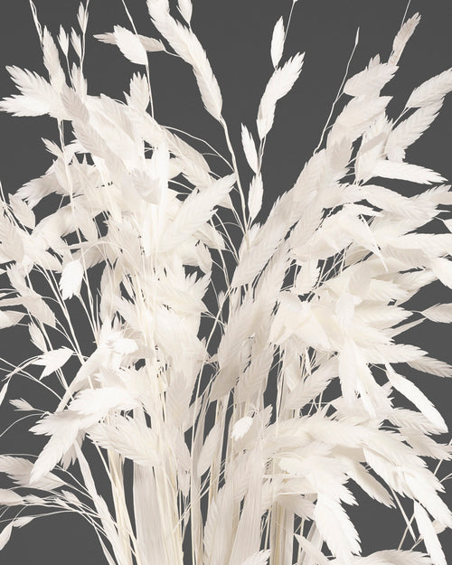 Chasmanthium | White