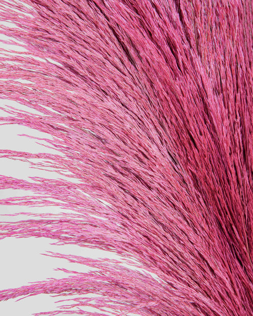 Cortaderia Selloana 5 steli