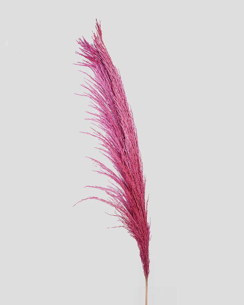 Cortaderia Selloana 5 steli